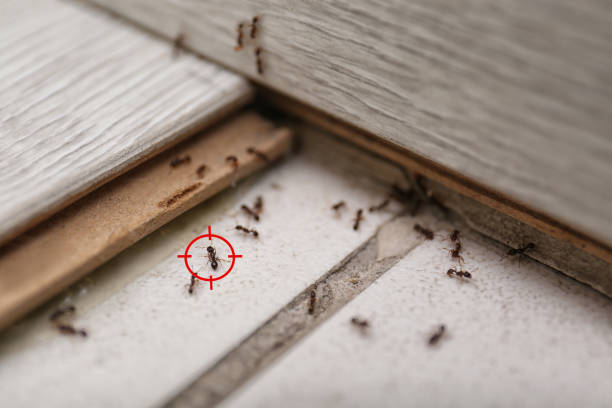 Best Exterminator Services  in Simmesport, LA