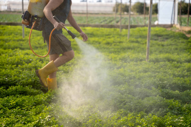 Best Pest Removal Services  in Simmesport, LA