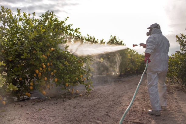 Best Pest Control Near Me in Simmesport, LA